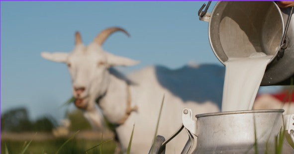Goat Milk
